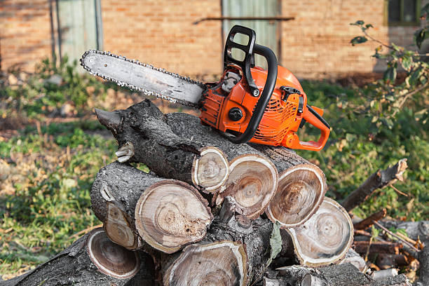 The Steps Involved in Our Tree Care Process in Farmington, MI